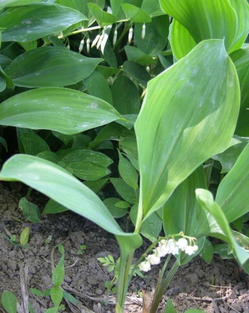 һ䡰ѵͷͥĸеǧ֮